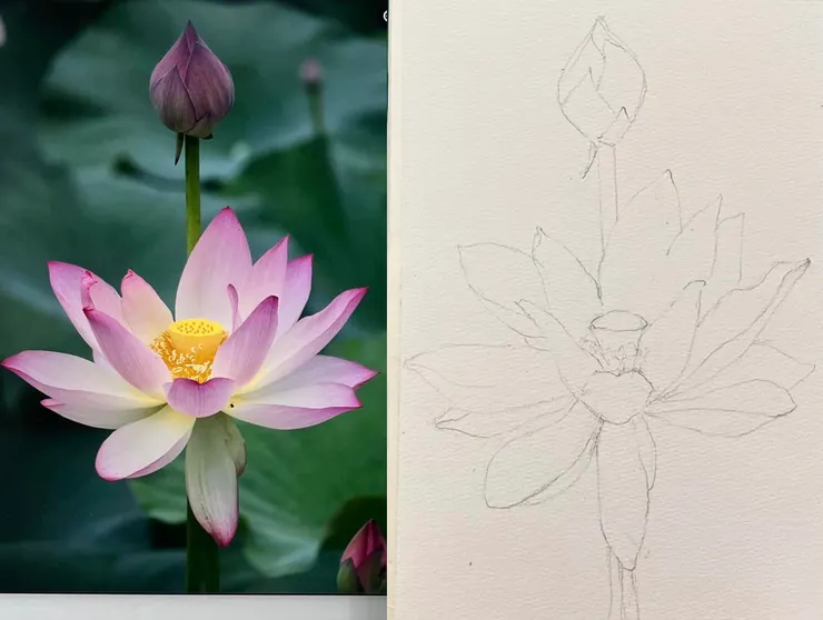 圖 YHCC@水彩練習 未完成 W40 荷花線稿  SEP2023   （感謝馬基克攝影分享）