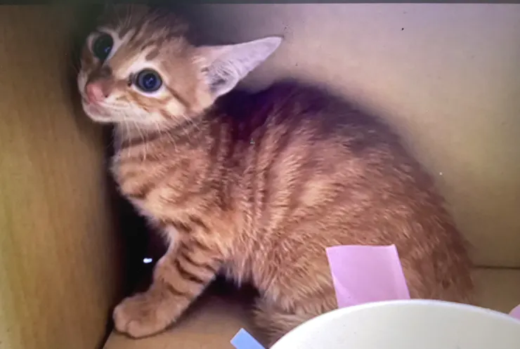 照片:弟弟媽媽提供