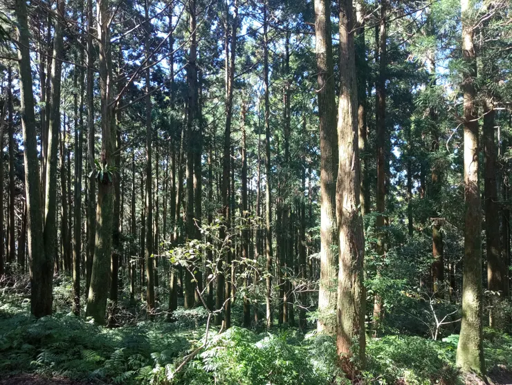 日治時期人工造林柳杉