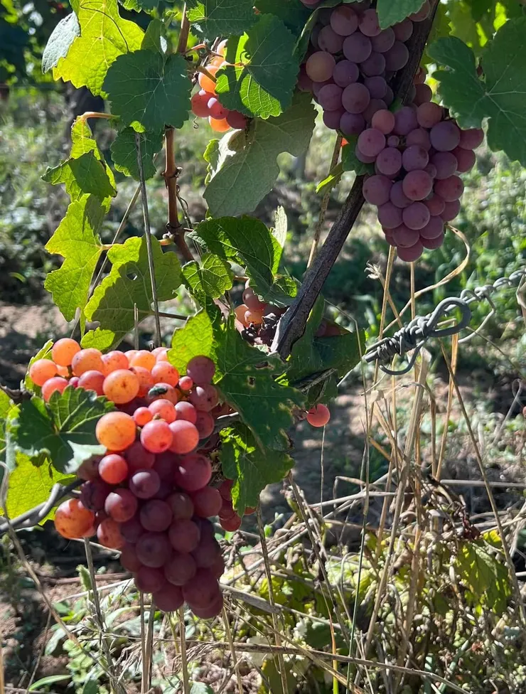 有好多葡萄品種