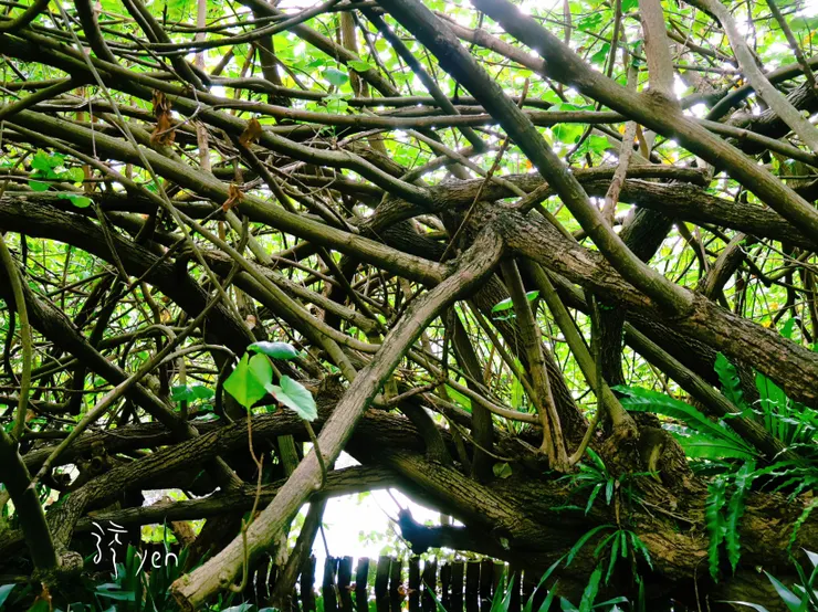 植物園魔幻的樹叢