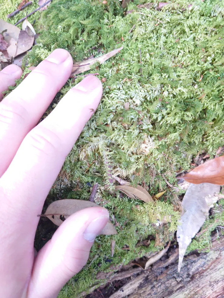 地衣觸感還算舒服