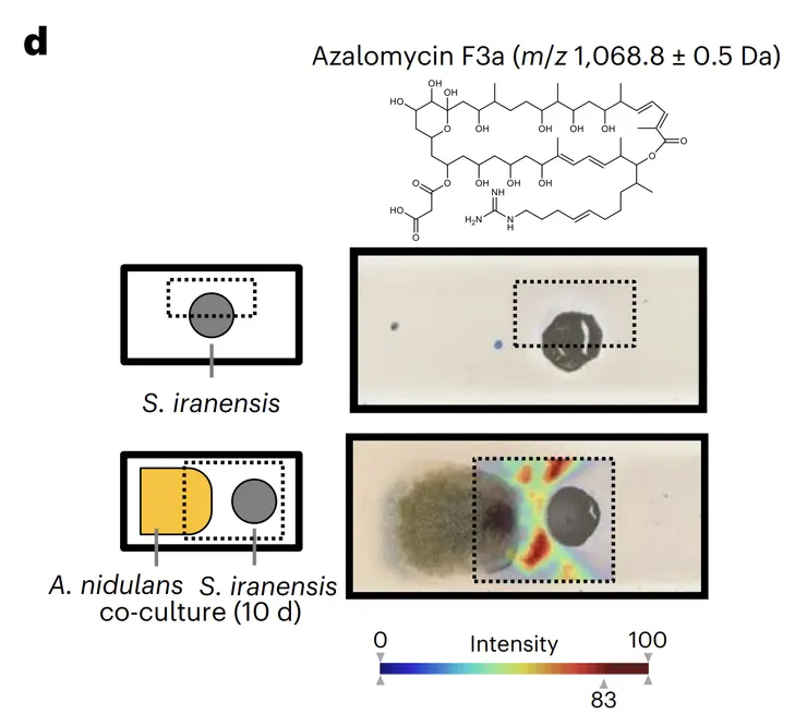 圖一、鏈黴菌在靠近小巢狀麴菌的那一側分泌了大量的精胺酸酮類 (在這裡是指阿扎黴素azalomycin)。