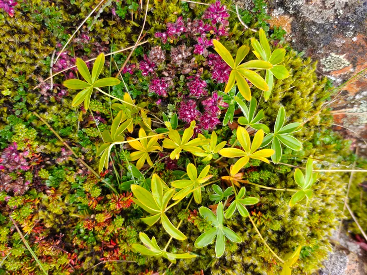腳踏著像地毯般的苔蘚植物,夾雜著許多小紅莓果,我們跟著導遊吃了不少的小紅莓。