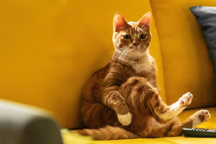 靈魂角色寵物貓—喵嗚