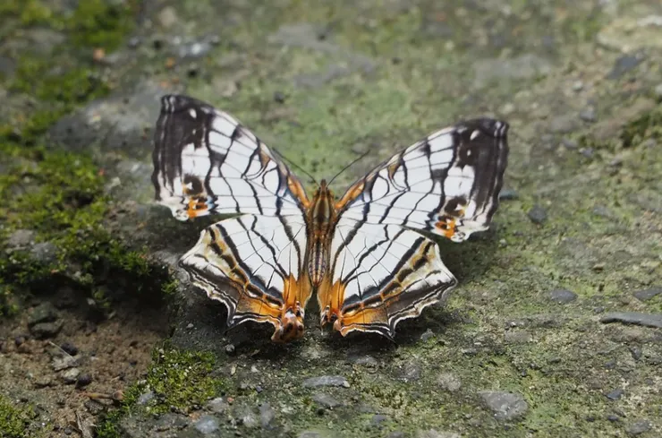 （圖片來源： Cynthia Su）