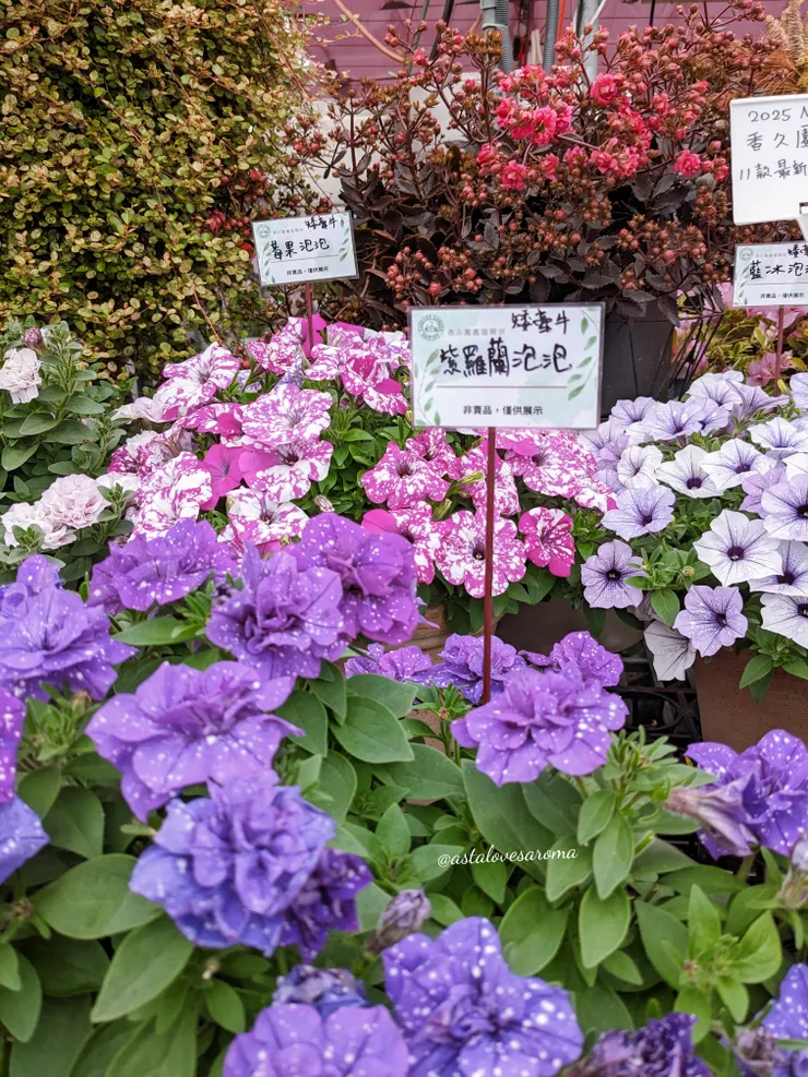 矮牽牛 - 紫羅蘭泡泡