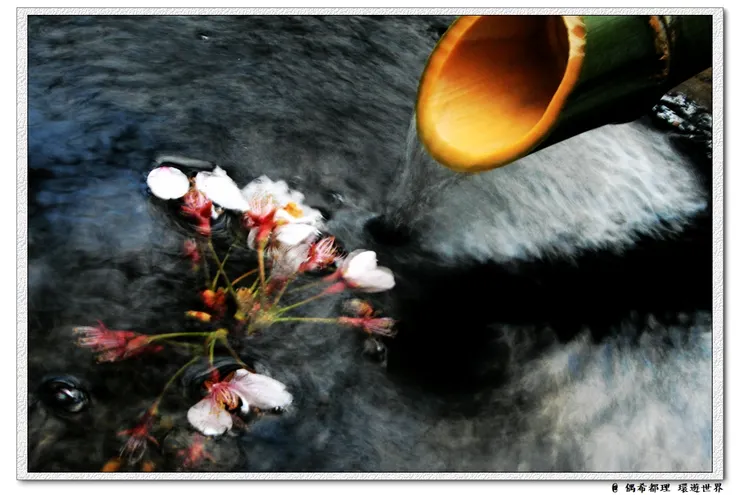 【東京・櫻花】