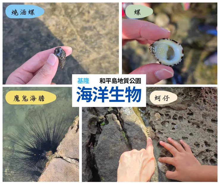 各種海洋生物
