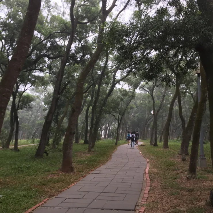 清晨的母校東海相思林,我依然想念著那裡。|photo by Suhong