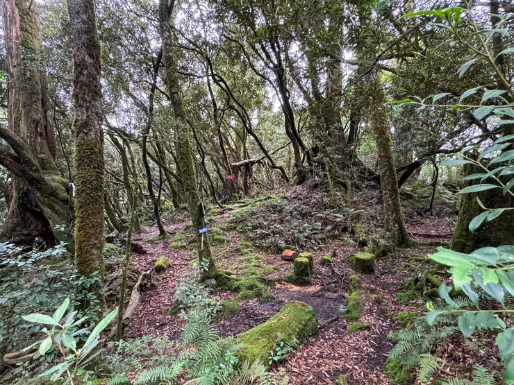 1044 抵達三叉路口（A區神木/光華教會/低陸山）