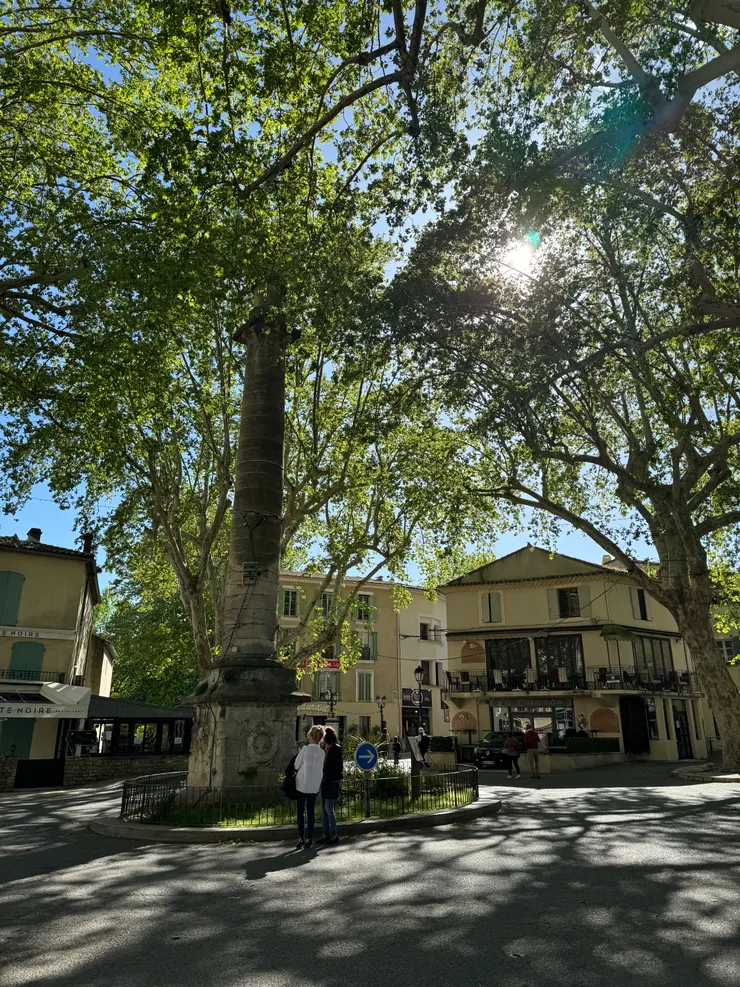 夏天在這樹蔭下應該真的很涼，但可惜當天已經很冷，不需要遮陰XD