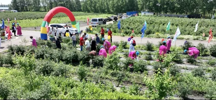 藍靛果成熟期摘果節日活動