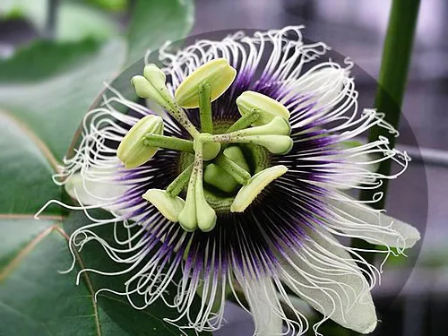 百香果花像時鐘