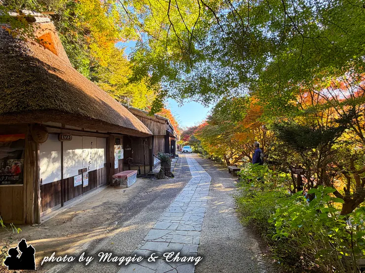 沿途經過秀衡櫻蓋章點，沿途楓葉色彩斑斕，讓人目不轉睛
