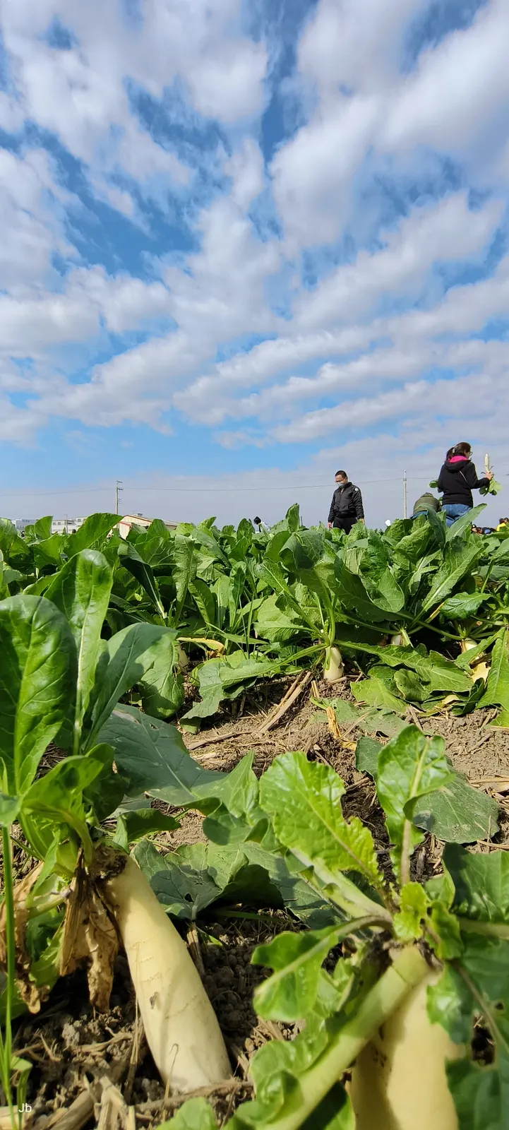 蘿蔔有一大截露出地面，形狀、大小都能目視判斷，拔起根本不費吹灰之力，和小時候唱的兒歌「嘿呦嘿呦拔不動 ...」情境完全不同，在場小朋友若唱這首歌一定無法理解。