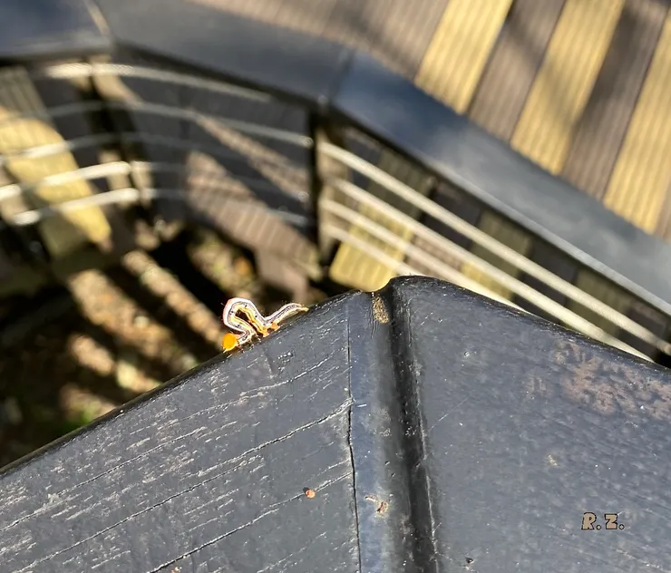 鳳凰木夜蛾幼蟲 ([陳傳義]拍攝)