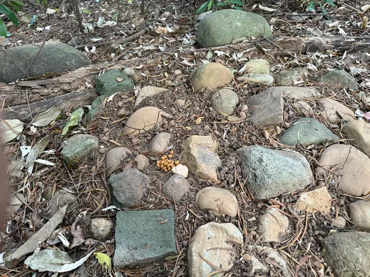 2025/09/07 圓圓長眠處近看