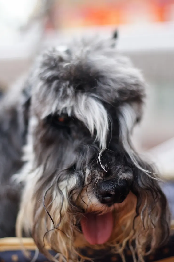 我已經老的，眼睛都看某了，哈