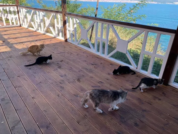 隨便就有五隻貓