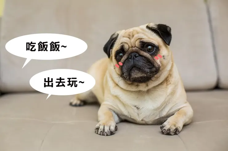 👂歪頭有時候可能只是為了想聽得更清楚👂