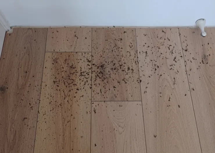 這是過程中約一半的量，實際的量約兩倍，打開送風吹出的量也不少哦！