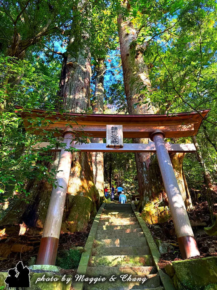 以低角度呈現 800 年巨杉的氣勢