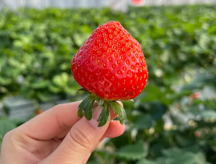 完全無修圖，就是這麼紅這麼漂亮