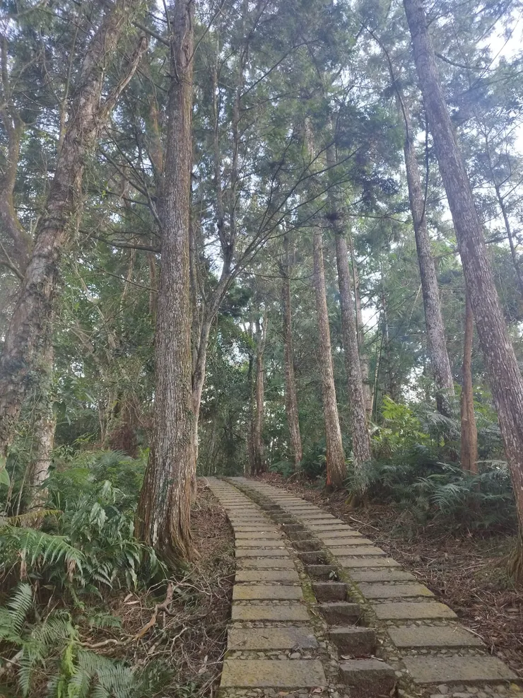 青龍山步道　河童拍攝／２０２３年