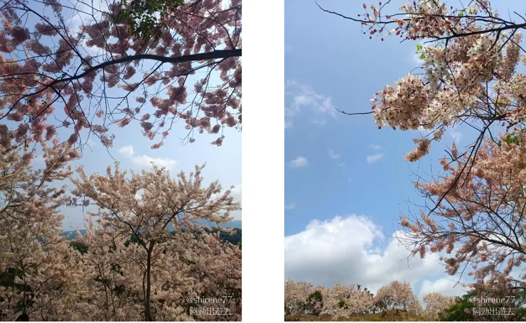 滿滿的盛放著春天的緋紅色。