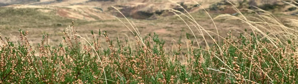 大小島國走跳日記的沙龍