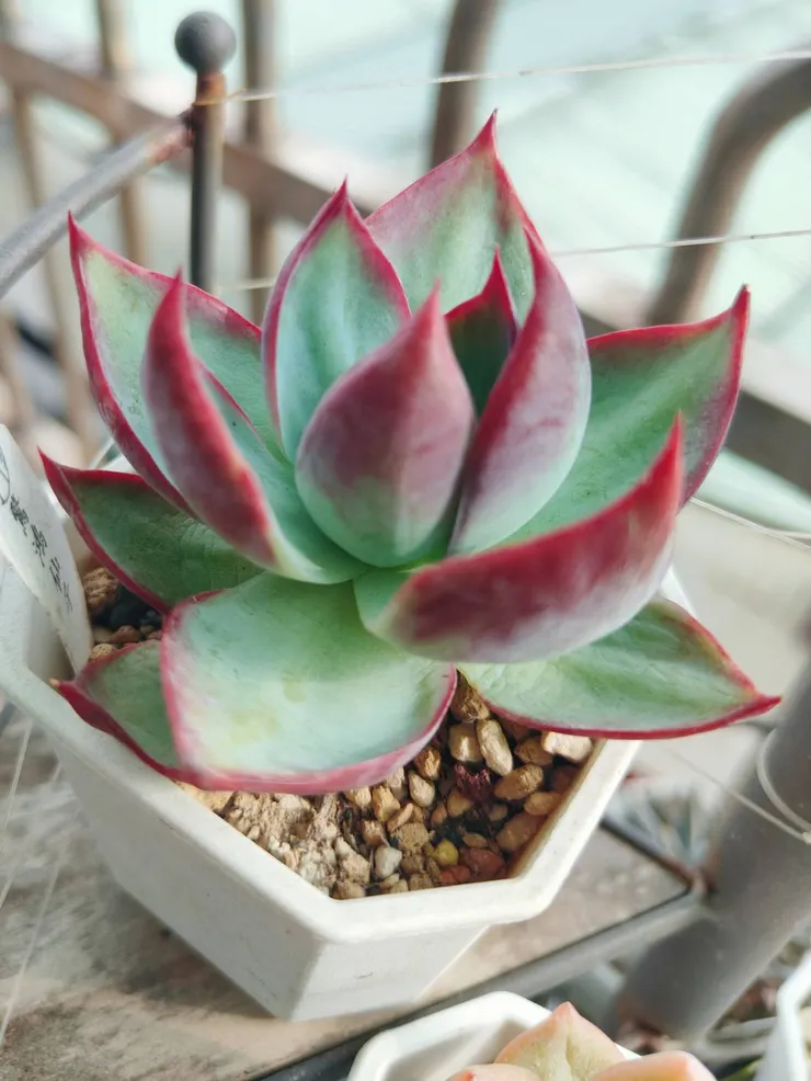 驚鴻仙子的美，就像穿著水墨畫的姑娘