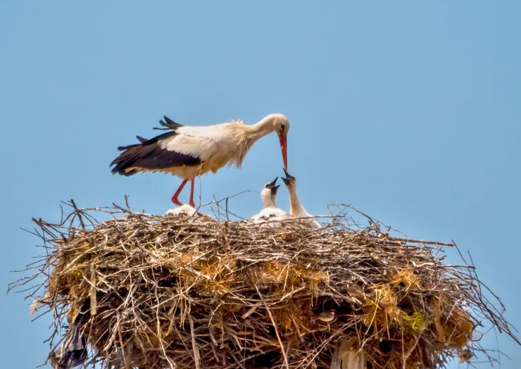 鳥兒長大後就會離巢，不知道牠們什麼時候意識到要離巢呢