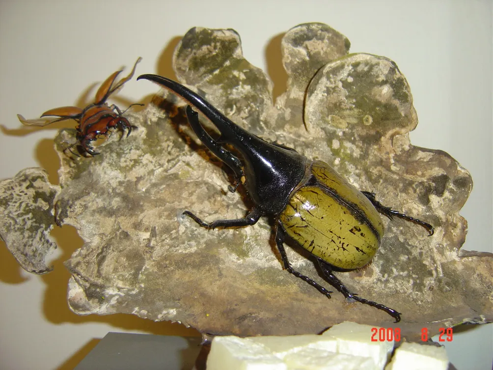 達隆王文昌鍬形蟲與兜蟲的冷氣空調