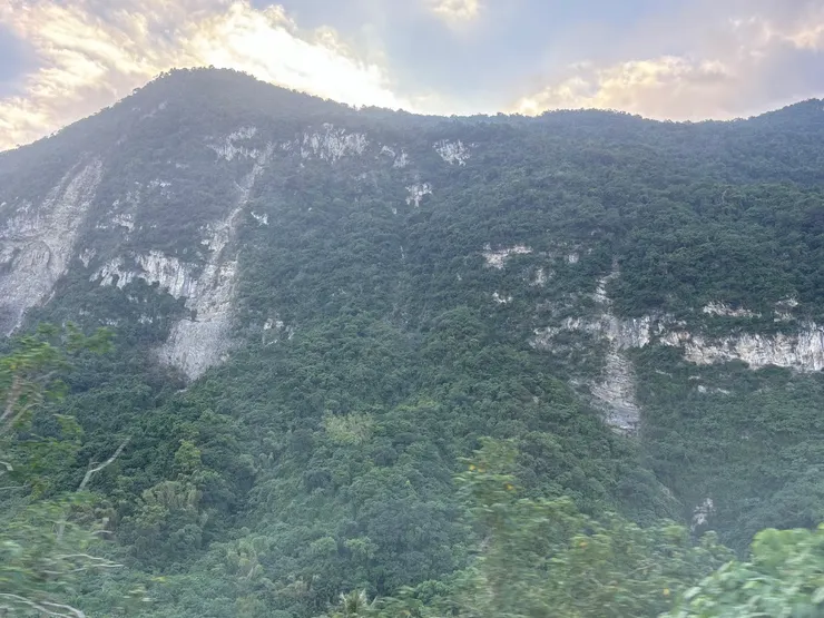 忘了在哪裡拍的，只記得那種沉靜又深不可測的綠意，像一層無聲的掩映。