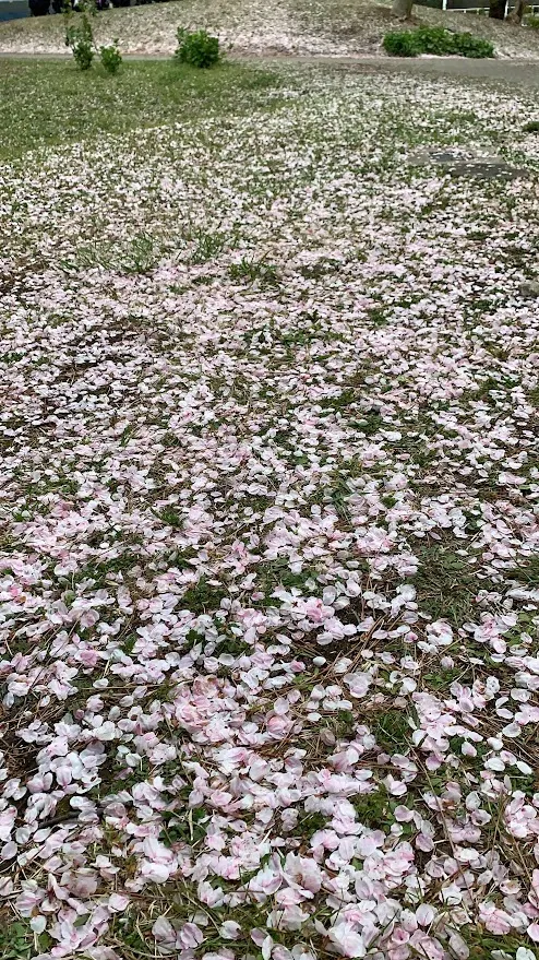 落花滿地,看似綿延不絕,其實轉瞬即逝。