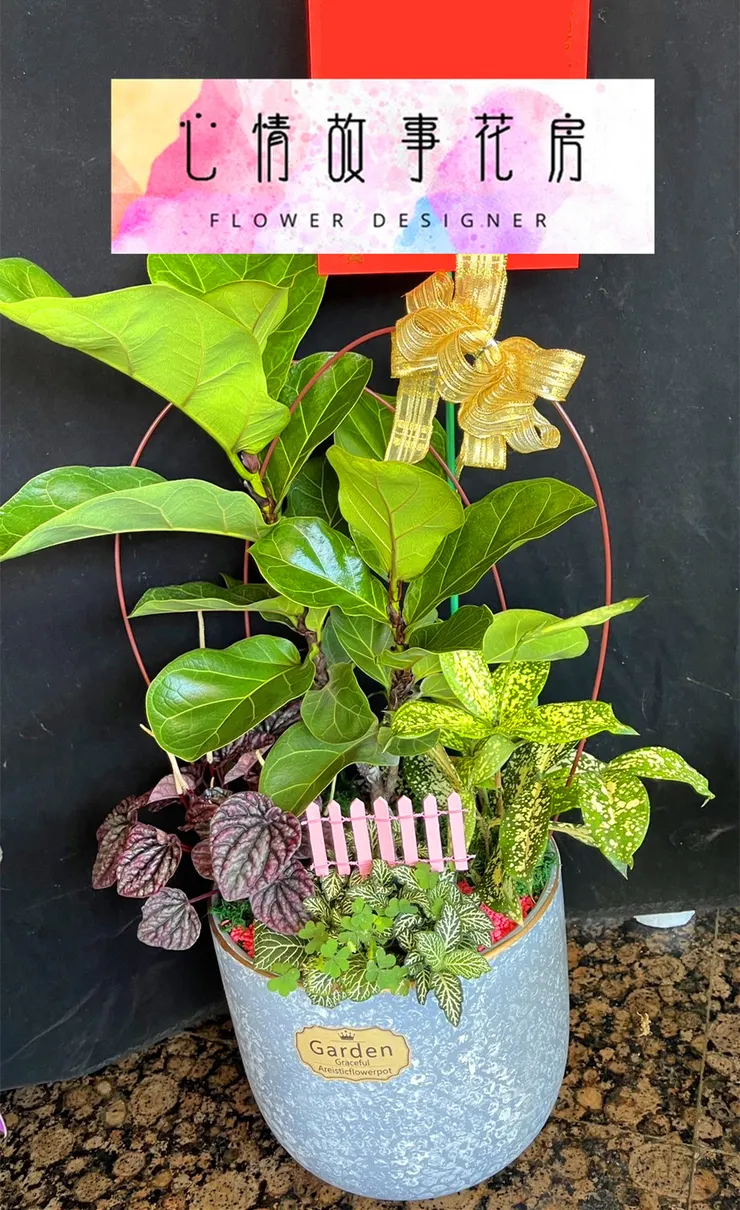 台南買盆栽，心情故事花房是您最好的選擇！這家花店擁有台南最多樣式和款式的盆栽，特別是觀葉植物，更是心情故事花房的強項之一