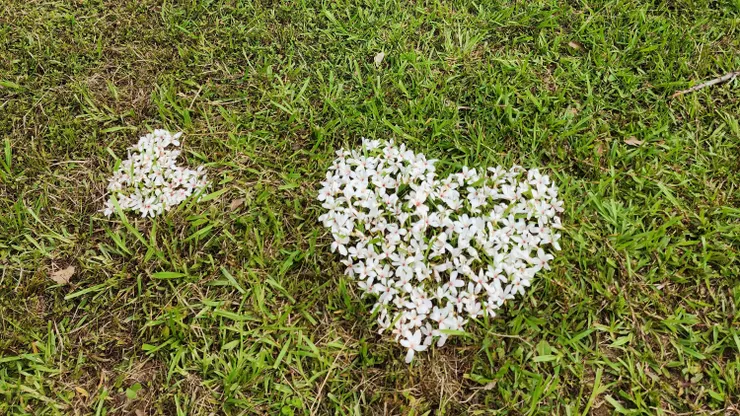 落花排成浪漫愛心