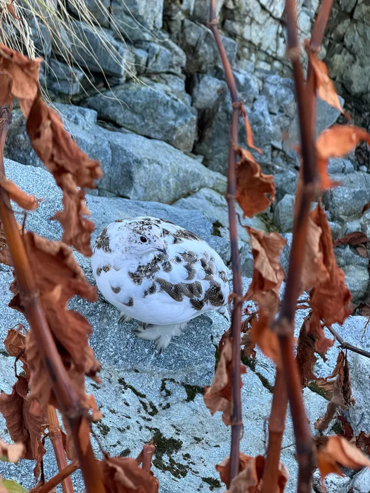 開始換毛的雷鳥