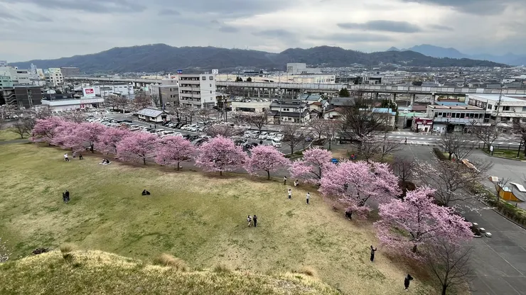 成列櫻花很漂亮。