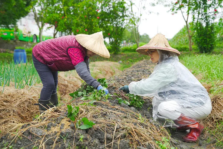 遊客可在好日市集進行農事體驗活動。
