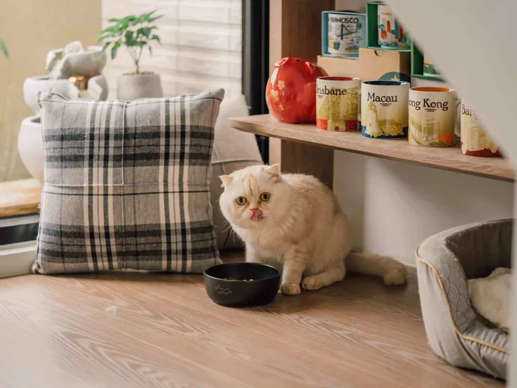 圖說：「烏金菱殼碳能量陶瓷碗」透過特有的遠紅外線釋放，搭配杯底水波紋設計，增加貓咪的喝水意願。（資料來源：貪貪Munchee）