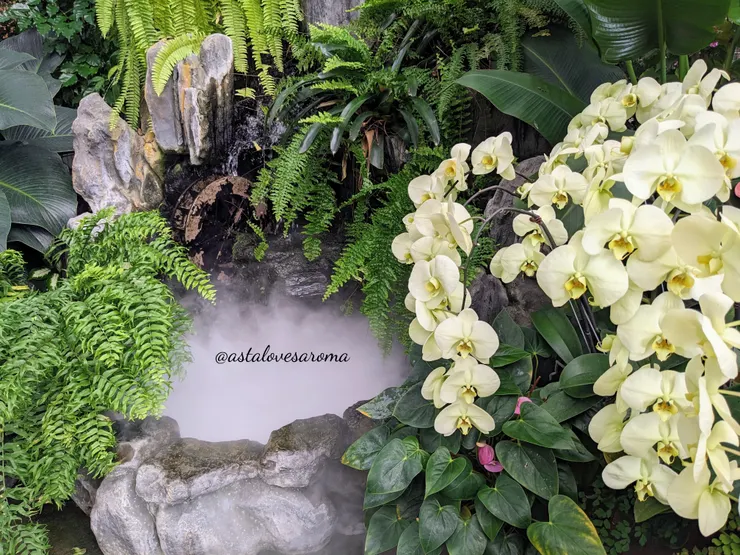 蘭花館內的蘭花