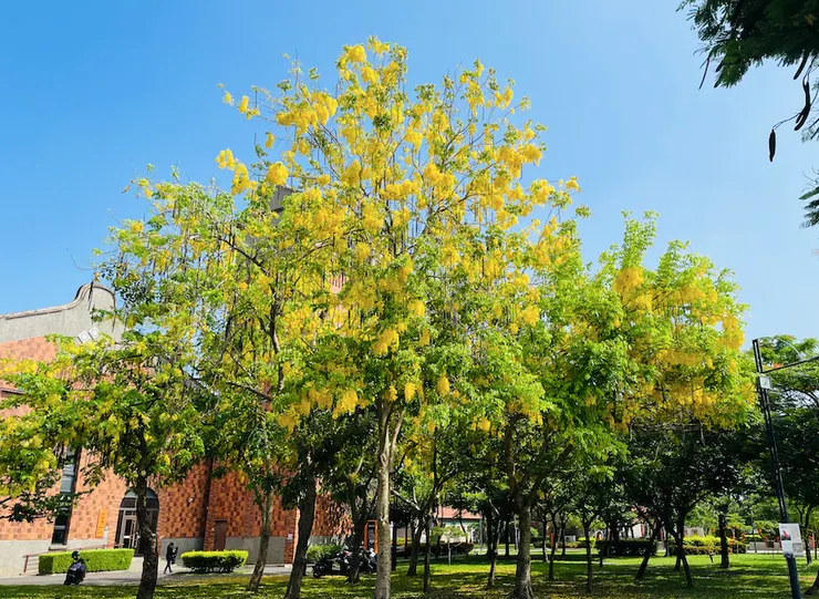 五月時的阿勃勒