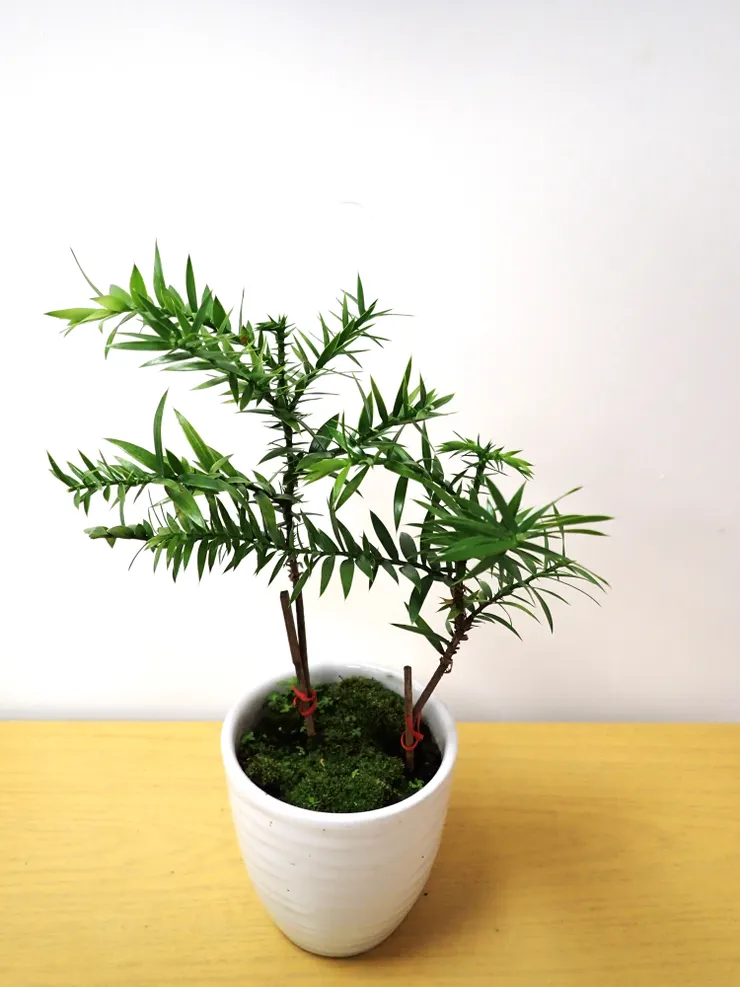 中山社大113.12.19