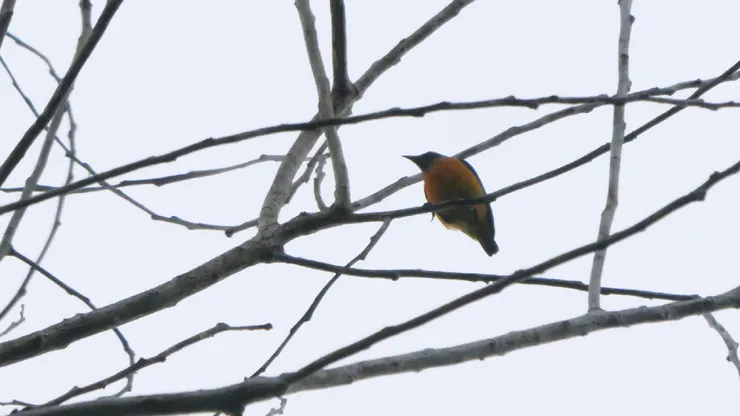Orange-bellied Flowerpecker 橙腹啄花
