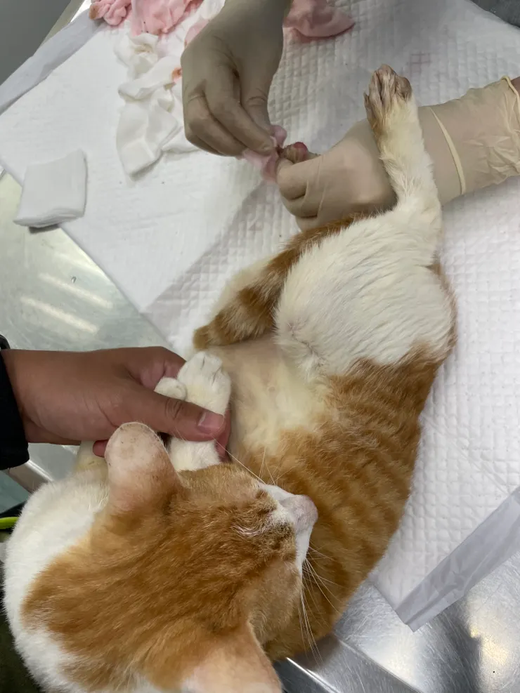 乖乖看著獸醫幫他擦指縫