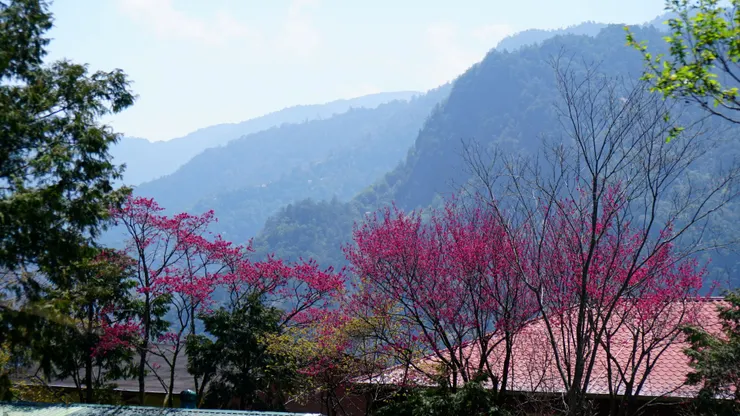 一片紅杏出牆來
