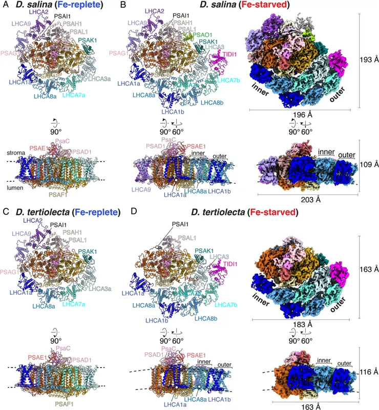 右側結構為缺鐵的PSI。圖片取自期刊