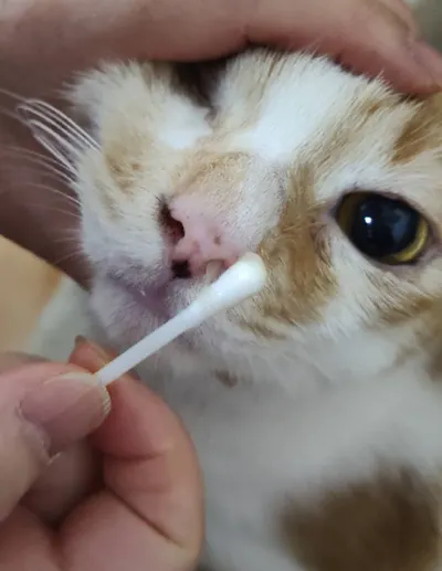 請假伺候我家貓皇